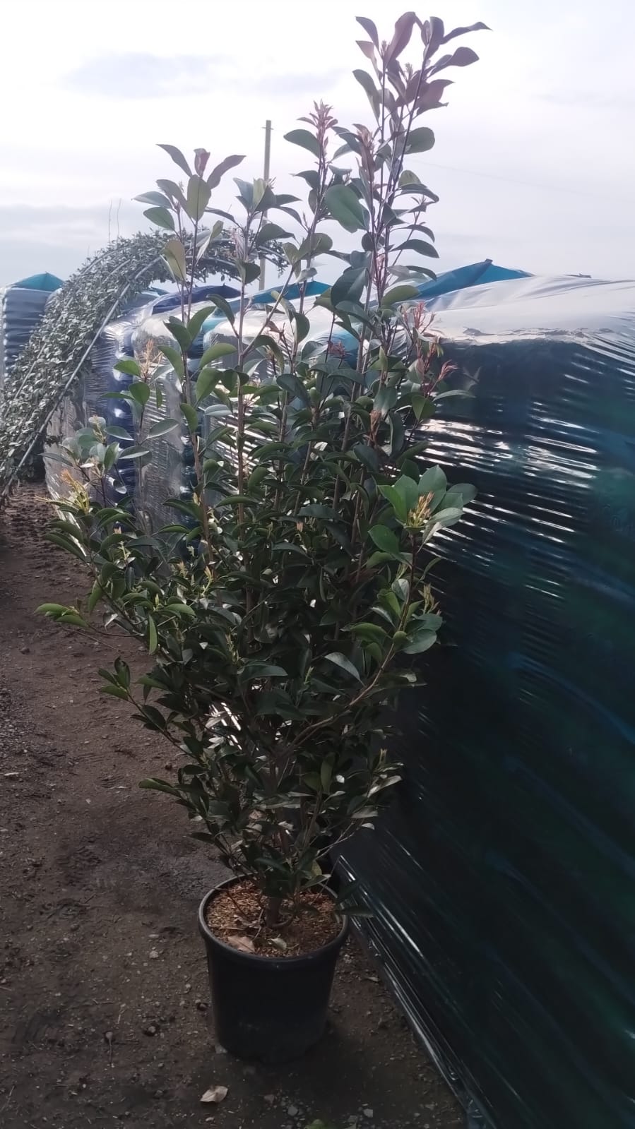 Plants & Trees - Image 22